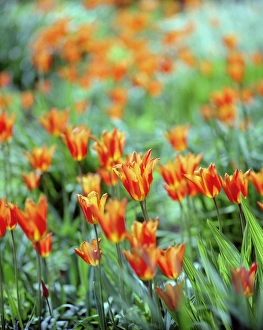 <b class=qtipBold><figcaption>Tulips N060105</figcaption></b><br>OSBORNE HOUSE, Isle of Wight. Detail of tulip beds - variegated orange and yellow flowers. Spring time.<br><em>© Historic England</em> Tulips N060105