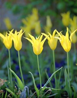 <b class=qtipBold><figcaption>Tulips N060106</figcaption></b><br>OSBORNE HOUSE, Isle of Wight. Detail of tulip beds.<br><em>© Historic England</em> Tulips N060106