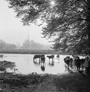 Livestock Gallery: Water meadows a083400