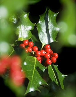 <b class=qtipBold><figcaption>Winter Colour N060800</figcaption></b><br>WITLEY COURT, Worcestershire. Winter Colour. Holly leaves and berries found along the woodland path.<br><em>© Historic England</em> Winter Colour N060800