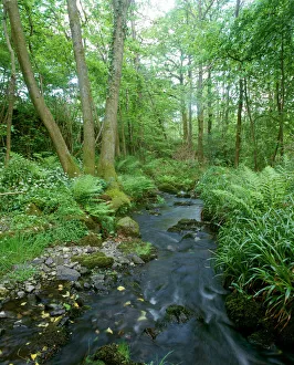 <b class=qtipBold><figcaption>Woodland K991353</figcaption></b><br>STOTT PARK BOBBIN MILL, Cumbria. Ransoms (Allium ursinum) and stream in nearby coppiced woodland.<br><em>© Andrew Tryner</em> Woodland K991353