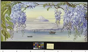 Botanical Art Rights Managed Collection: Marianne North