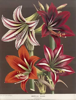 Botanical Art Collection: Bulbs