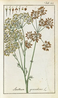 Anethum graveolens, 1790