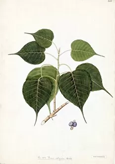 botanical art/ficus religiosa willd peepul pipal