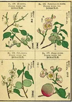 : Japanese Plants