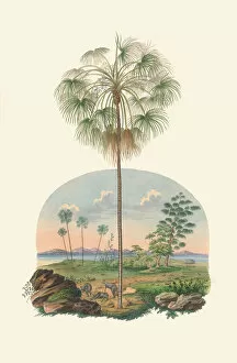 Botanical Art Rights Managed Collection: Palms