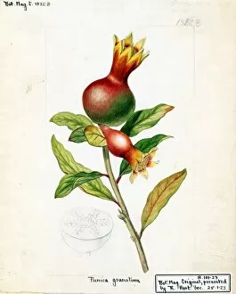 botanical art/punica granatum l common pomegranate 1817