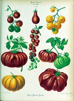 botanical art/edible plants/solanum lycopersicum tomatoes