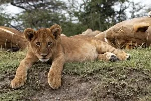 Adults Collection: African Lion - cub lying down alert whilst adults