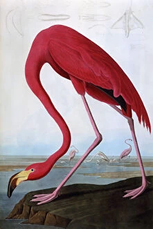 Flamingo Gallery: American Flamingo, by John James Audubon