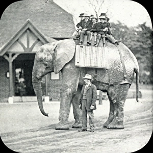 Oblique Gallery: Animals at a French Zoo - African Elephant