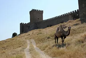 Crimea Collection: Bactrian Camel. Ukraine