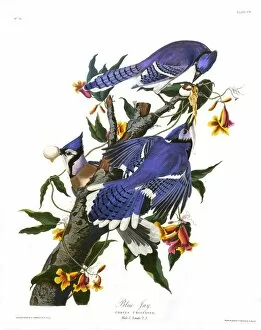 Eating Collection: Blue Jay, by John James Audubon