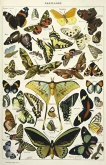 Decorative Collection: Butterflies in Larousse