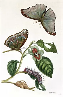 Leaf Collection: Butterfly illustration by Maria Sibylla Merian