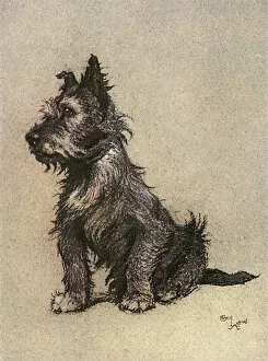 Seated Gallery: Cairn Terrier