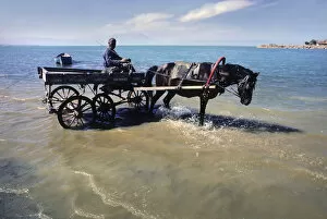 Refreshing Gallery: A carter drives his horse into the water for a drink, Konya