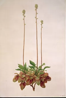 18th Century Collection: Cephalotus follicularis, Australian pitcher plant