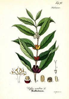 Cafe Collection: Coffee plant, Coffea arabica