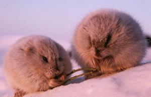 Lemming Small Rodent The Arctic In Tundra Greenland Mint Maxi FDC Card 1994