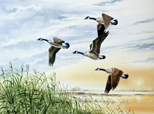 Sun Rise Gallery: Country landscape with four flying geese