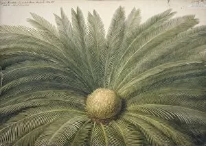 Leaf Collection: Cycas revoluta, sago palm