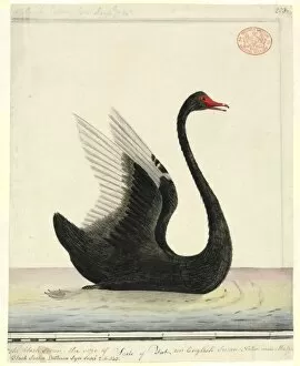 18th Century Collection: Cygnus atratus, black swan