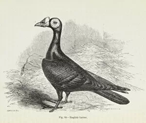 Darwins Pigeons, English Carrier