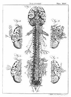 Column Collection: Diagram of the human brain and spinal column