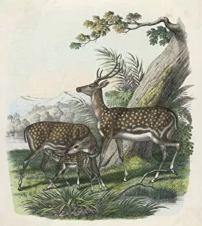 Fallow Deer, German