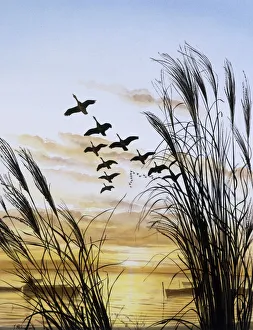 Sun Rise Gallery: Flock of geese flying over water