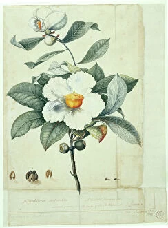 18th Century Collection: Franklinia alatamaha, franklinia