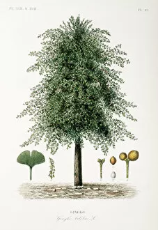 Leaf Collection: Ginkgo biloba, maidenhair tree