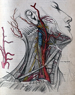 Jointly Gallery: Grays Anatomy - carotid artery