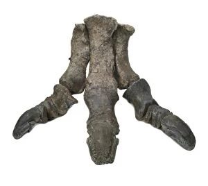 Iguanodon foot