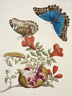 18th Century Collection: Insects of Surinam