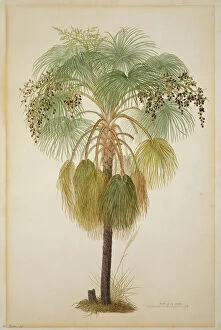 18th Century Collection: Livistona humilis, sand palm