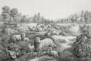 Twin Gallery: The meadow in springtime: the twin lambs