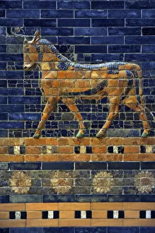 Bas Relief Collection: Mesopotamian art. Neo-Babylonian. Ishtar Gate. Aurochs. Perg