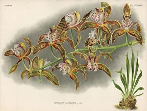 Brussels Collection: Mr Zaleskis cymbidium orchid, Cymbidium zaleskianum L Lind