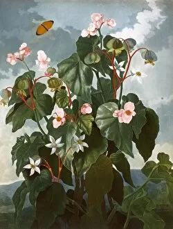 Oblique Gallery: The oblique-leaved Begonia