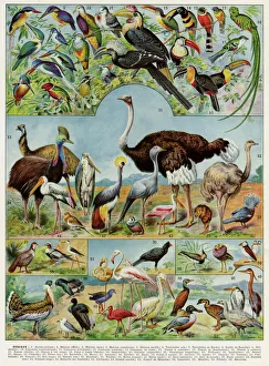 Flamingo Gallery: Oiseaux - birds