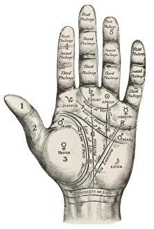 Graphic Collection: Palmistry map of the hand