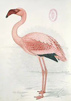Flamingo Gallery: Phoeniconaias minor, lesser flamingo