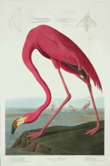Flamingo Gallery: Phoenicopterus ruber, greater flamingo