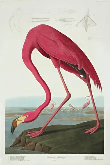 Flamingo Gallery: Phoenicopterus ruber, greater flamingo