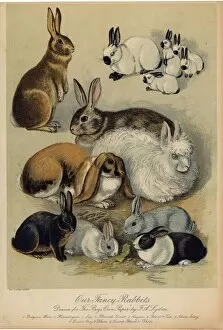Dutch Gallery: Rabbits & Hares / Lydon
