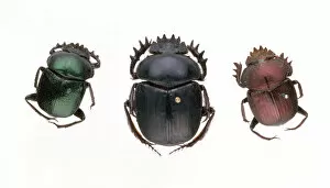 Egypt Gallery: Scarab beetles
