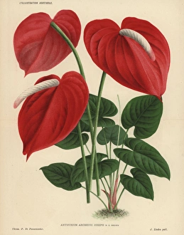Flamingo Gallery: Scarlet flamingo flower or anthurium lily